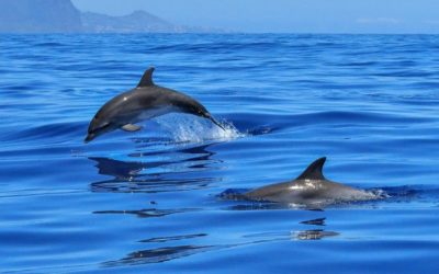 Escursioni in Catamarano alla scoperta dei delfini del mar jonio