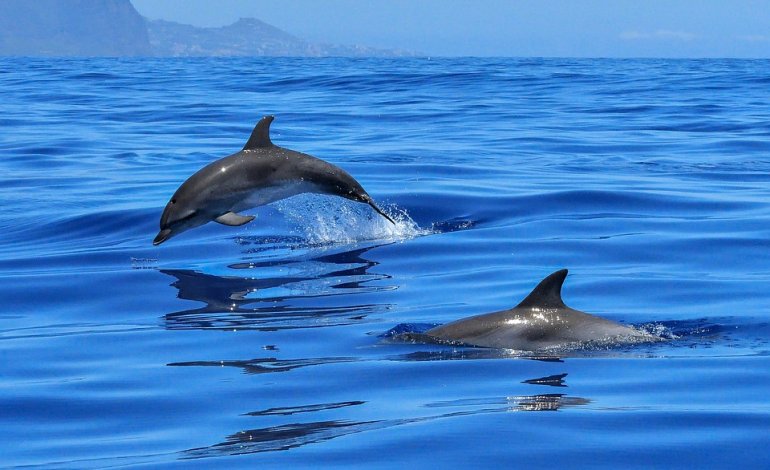 Escursioni in Catamarano alla scoperta dei delfini del mar jonio